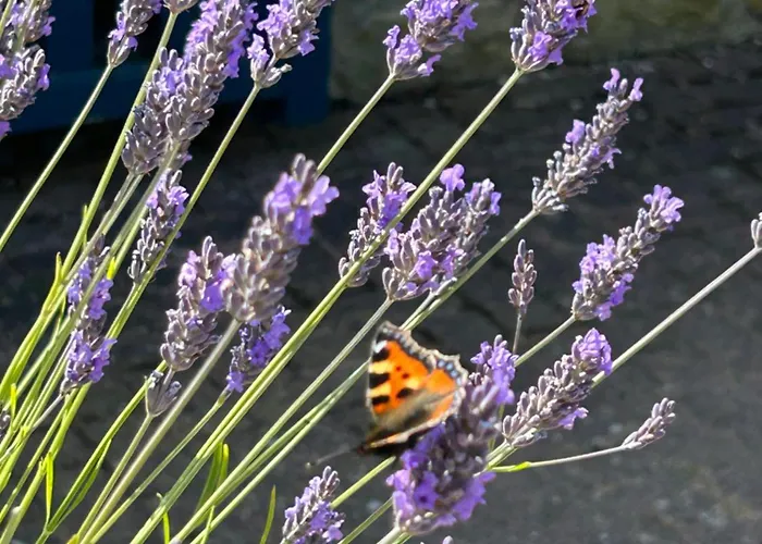 Twattleton Kilburn Yorkshire - Beautiful Views York